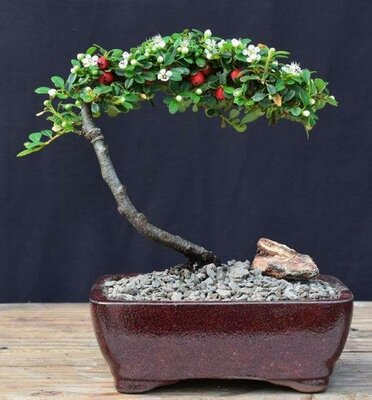 Strieb's Findling Cotoneaster pre-Bonsai