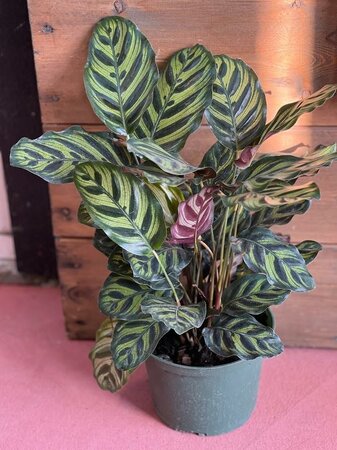 Calathea Peacock