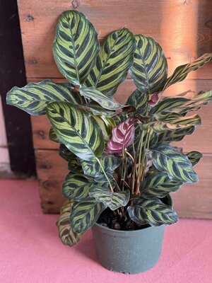 Calathea Peacock