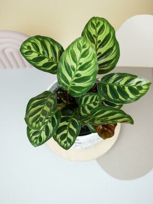 Calathea Peacock