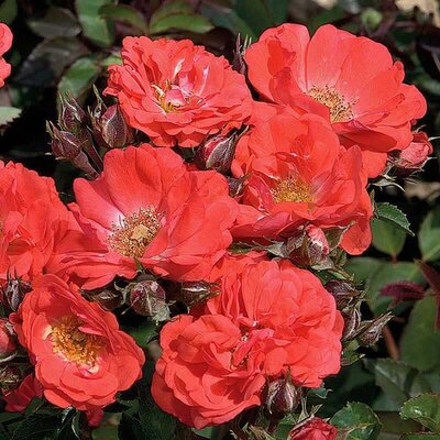 Drift Coral Groundcover Rose