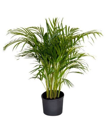 Areca Palm