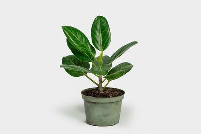 Ficus Audrey Bush