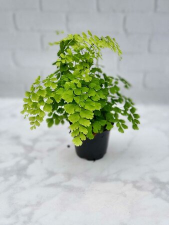 Maidenhair Fragrans Fern