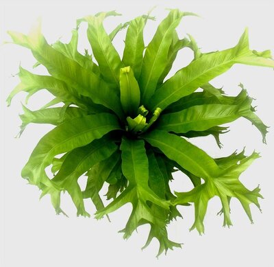 Bird'S Nest Fern