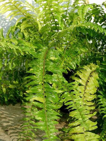 Boston Fern Tiger