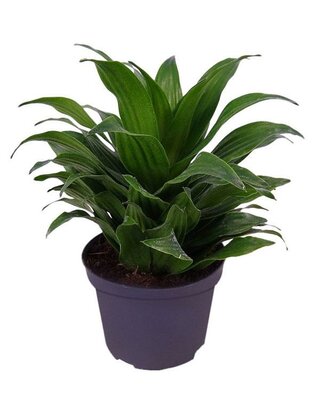 Dracaena Janet Craig Compacta