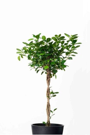 Ficus Moclame Braid