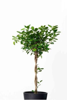 Ficus Moclame Braid