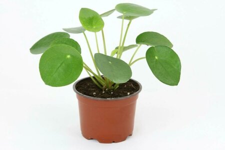 Pilea Peperomioides