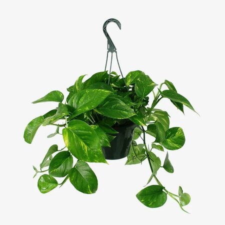 Pothos Golden HB