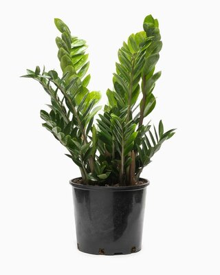 ZZ Plant