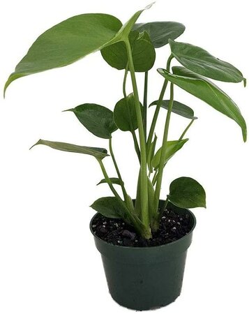 Swiss Cheese Monstera Plant XL