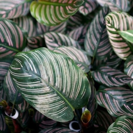 Calathea Pinstripe