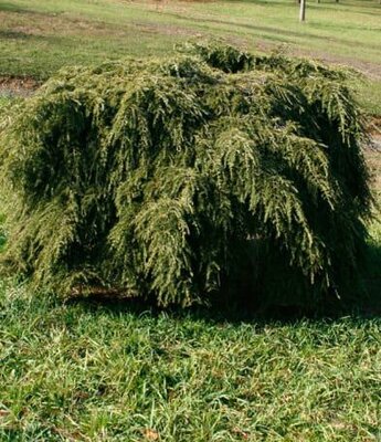 Weeping Canadian Hemlock