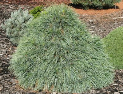 Weithorst Hybrid Pine