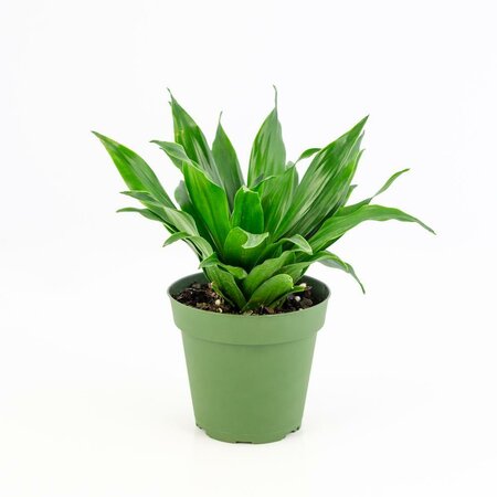 Dracaena Janet Craig Compacta