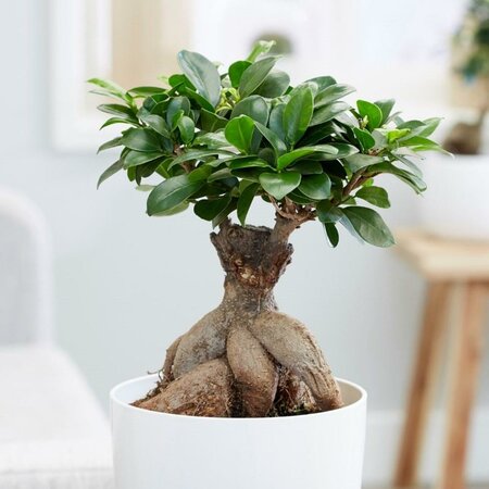 Ficus Ginseng Bonsai S Shape