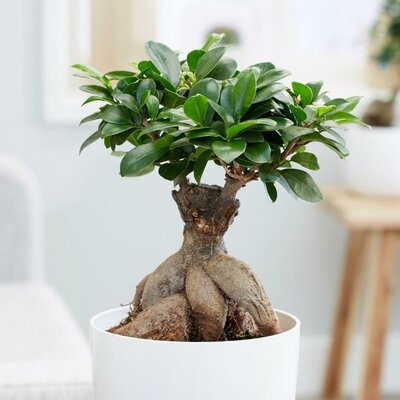 Ficus Ginseng Bonsai S Shape