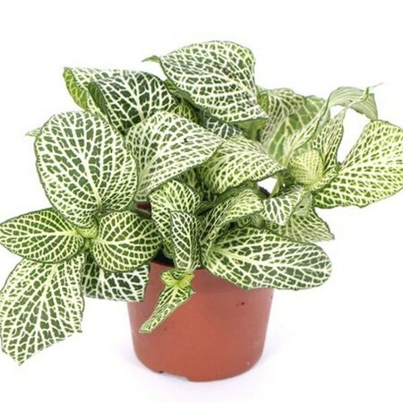 Nerve Plant White