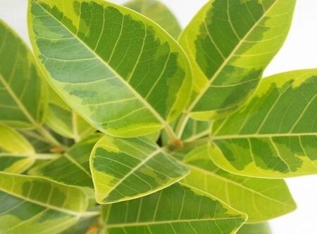 Ficus Altissima 'Yellow Gem'