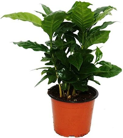 Coffee Plant