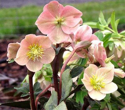 Hellebore (Christmas Rose)