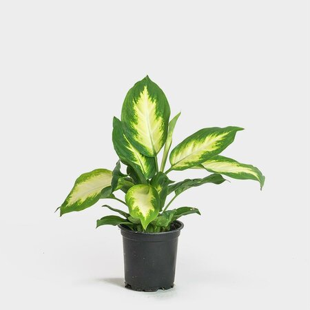 Dieffenbachia Camille