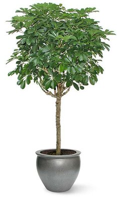 Schefflera Arboricola Braid