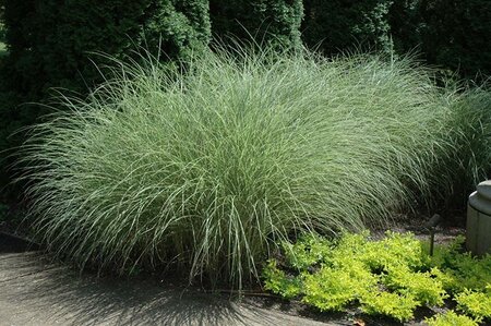 Morning Light Maiden Grass