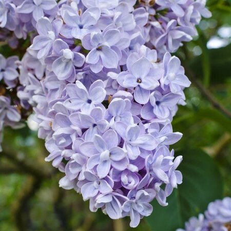 President Grevy French Lilac