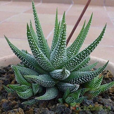 Haworthia/Aloe