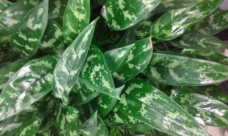 Chinese Evergreen Maria Emerald Beauty