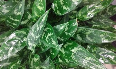 Chinese Evergreen Maria Emerald Beauty