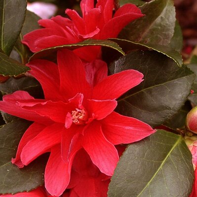 Freedom Bell Camellia - image 1