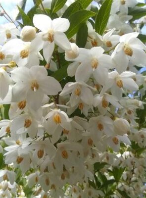 Japanese Snowbell Tree