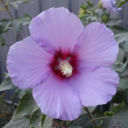 Full Blast Hibiscus Tree