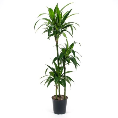 Dracaena Goldstar 3-2-1 Cane