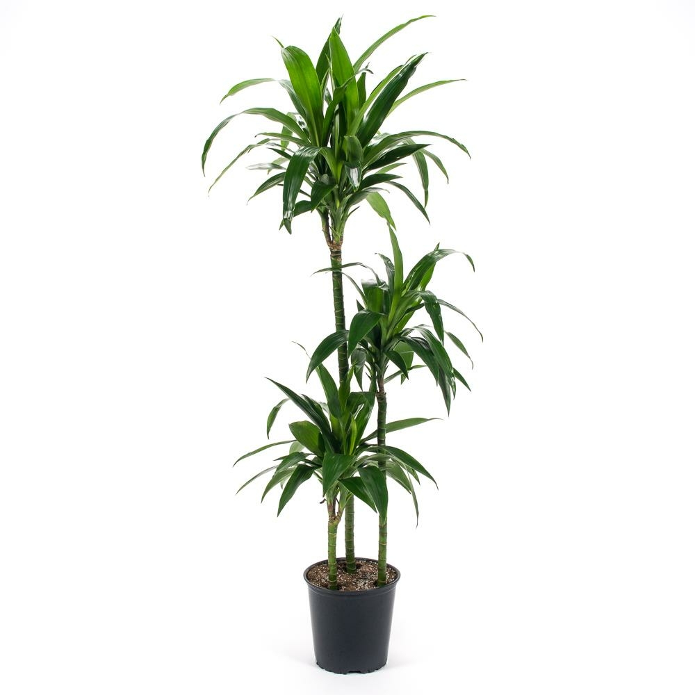 Dracaena Goldstar 3-2-1 Cane - Triple Tree Nurseryland