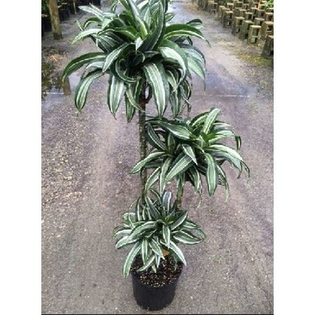 Dracaena Jade Jewel 3-2-1 Cane