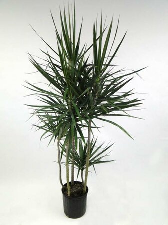 Dracaena Marginata Staggered 4ppp