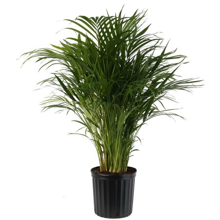 Areca Palm Sale - image 1