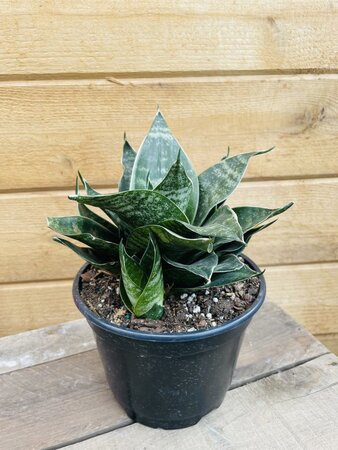 Snake Plant Star Power Series