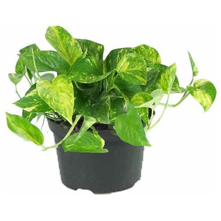 Pothos Golden