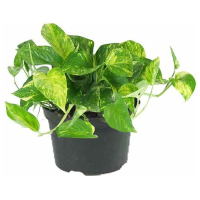 Pothos Golden