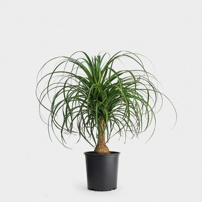 Ponytail Palm Branched