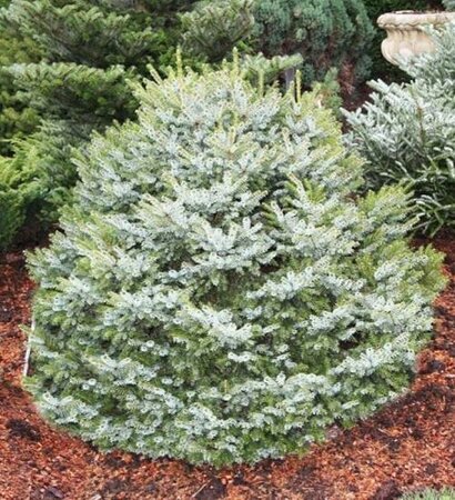 Dwarf Serbian Spruce