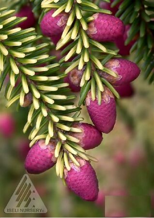 Skylands Oriental Spruce