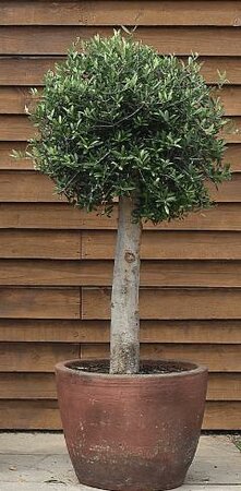 Common European Olive Tree