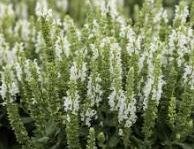 Apex White Perennial Sage